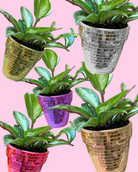 DIY Disco Pot Workshop at Sun & Soil| Greenville, SC