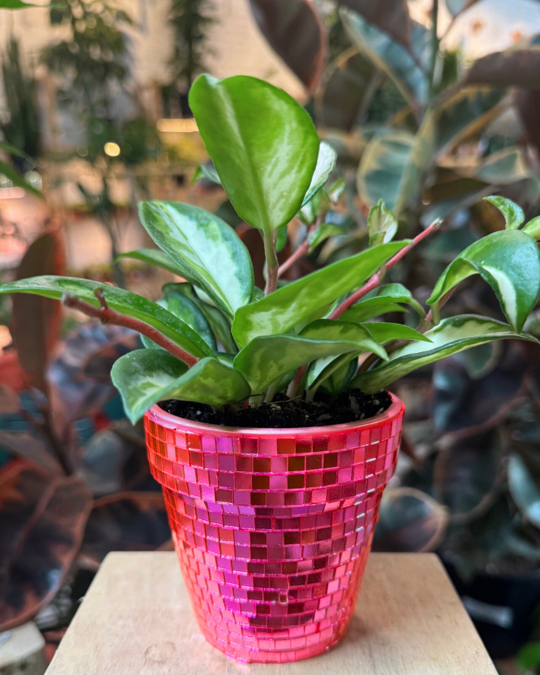 DIY Disco Pot Workshop at Sun & Soil| Greenville, SC