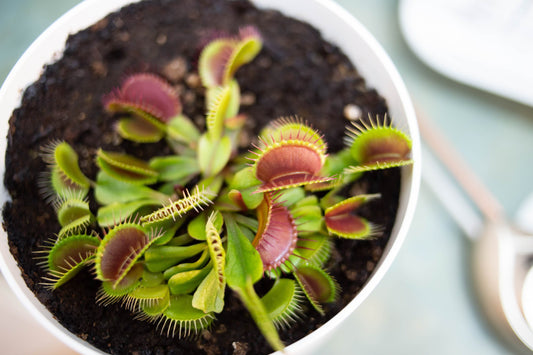 Kids Venus' Fly Trap Class with Sun and Soil!