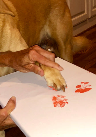 Dog Paw Painting