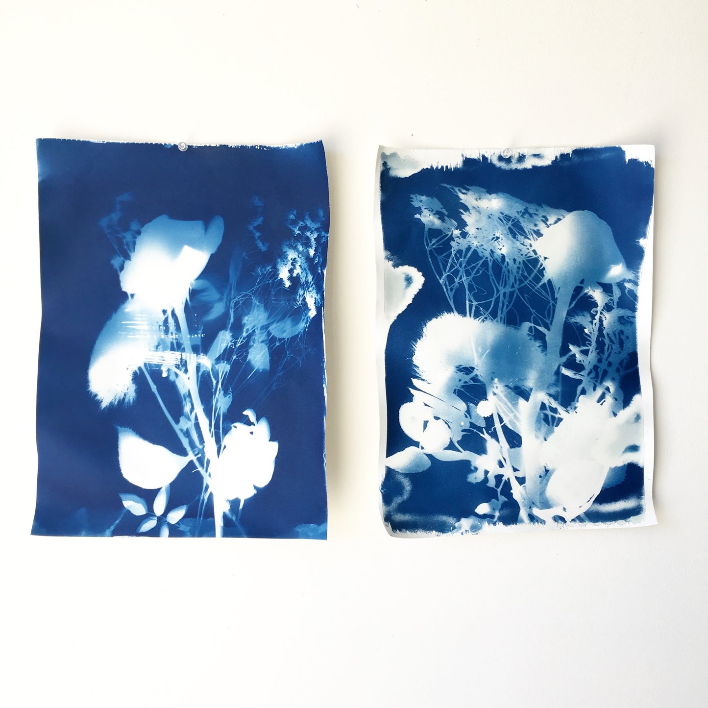 Floral Cyanotypes